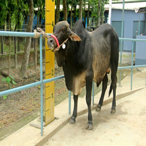 Male - Bull (ষাঁড়)